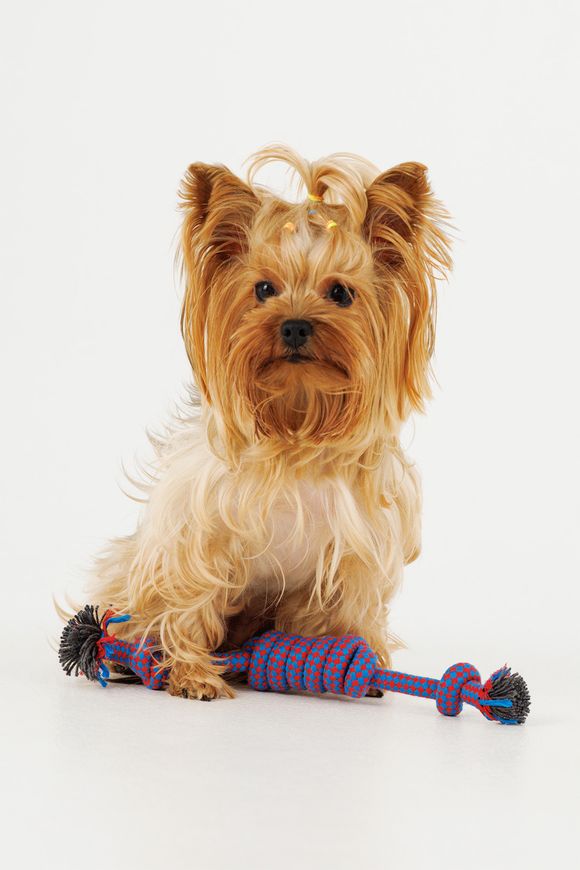 Магазин взуття Іграшка канат з вузлами для собак KM52661